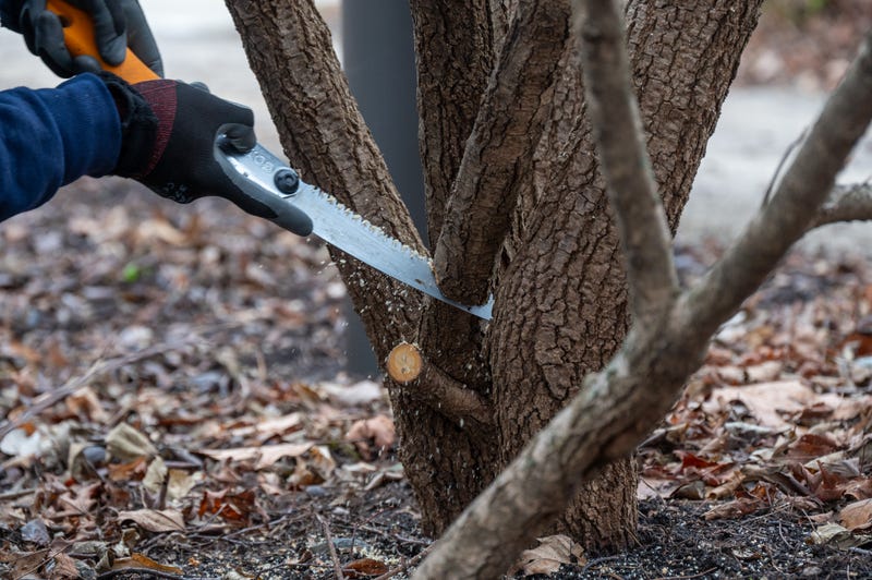 pruning tree