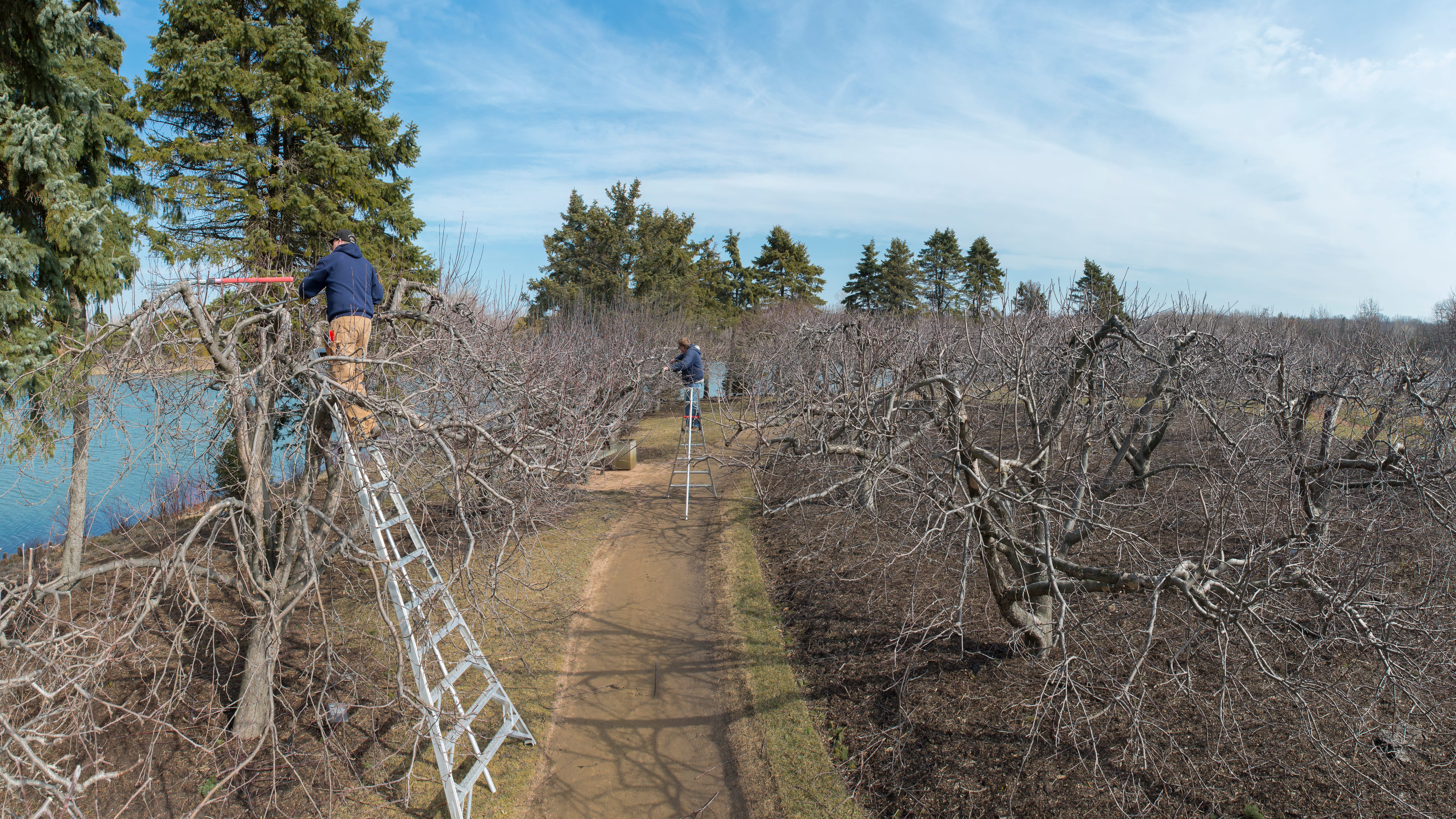 It's time to prune your fruit trees