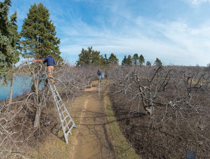 pruning