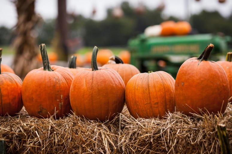 Pumpkin_Patch