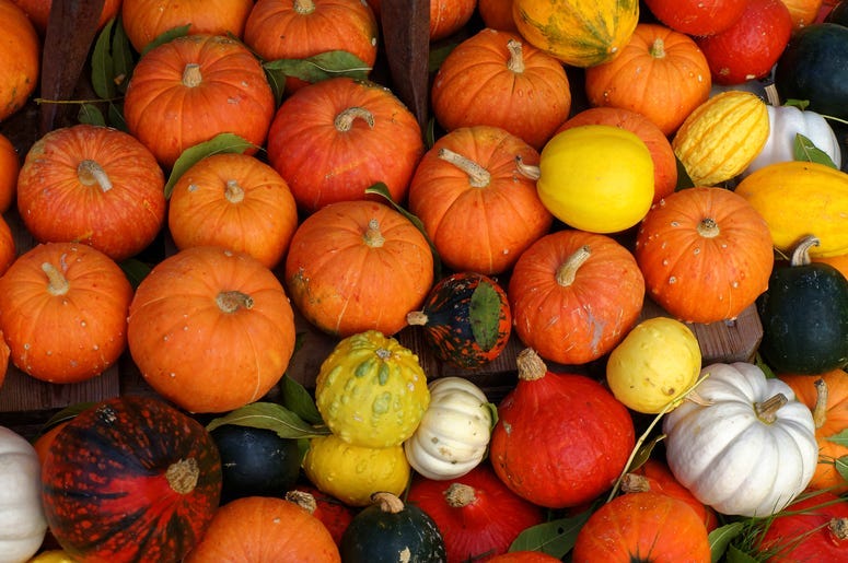 Topview shot of pumpkins in various colors and sizes, sorted outside in the garden. Harvest time. Halloween season.