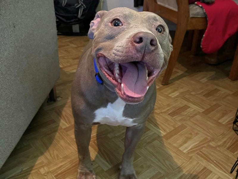 Blue #A1112929