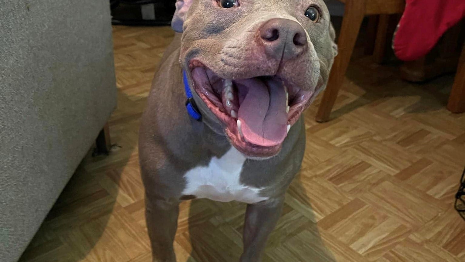 Canine Corner: Blue