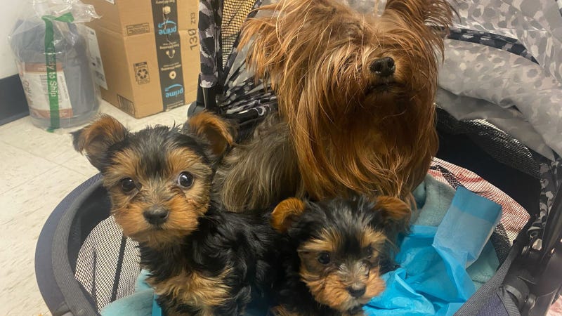 Yorkie dog & puppies