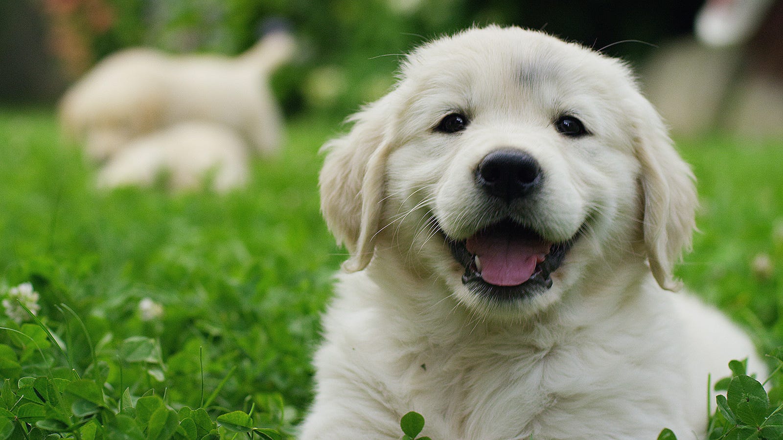 Watch out for online puppy scams