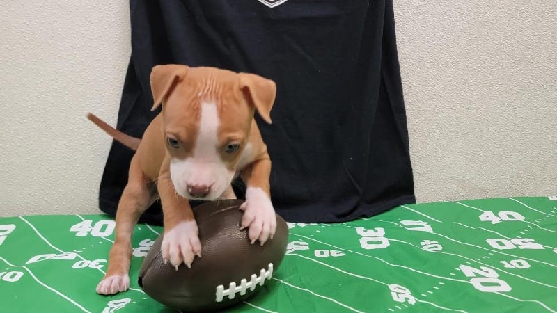Austin Humane Society / Puppy Bowl 2022