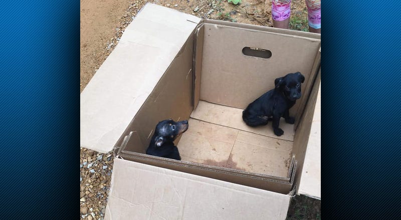 Puppies found on side of the road