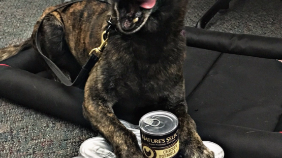Retired Santa Ana Police dog dies