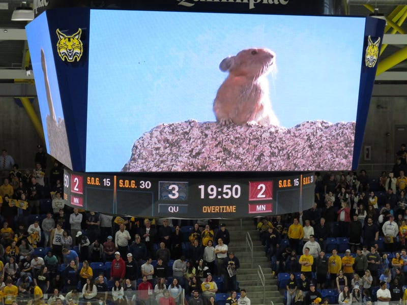 On 4/10/23, the scoreboard at Quinnipiac's M&T Bank Arena carries the final score of the Bobcats' national championship game win over Minnesota on Apr. 8. Not sure how to explain the rodent video.