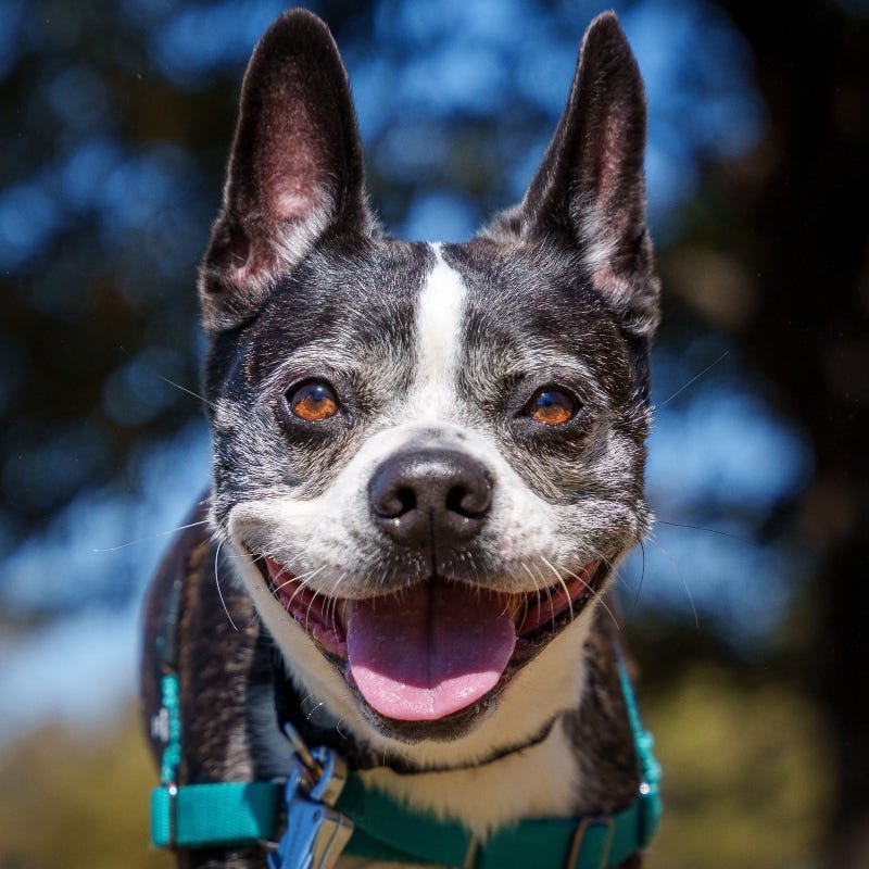 Quinn @ Austin Humane Society 3/5/25