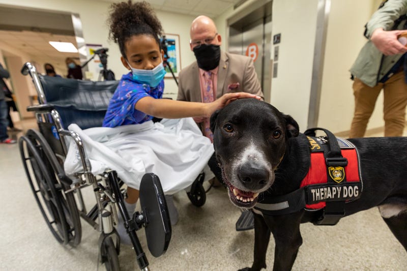 pet therapy