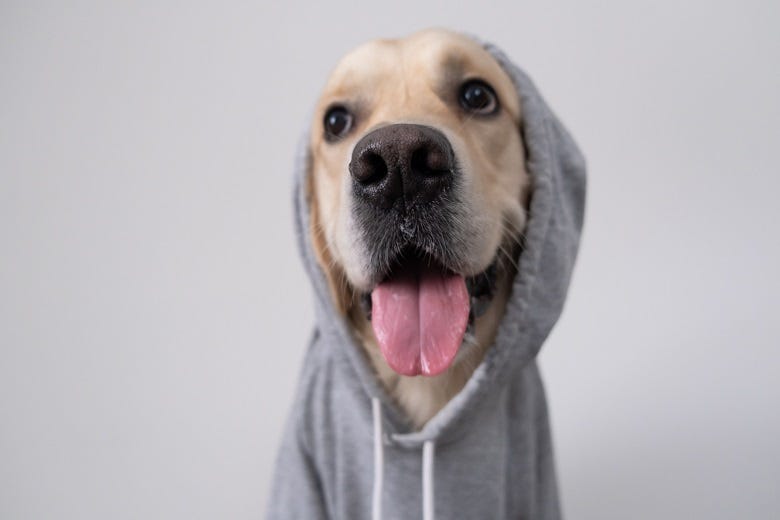 Dog wearing hoodie