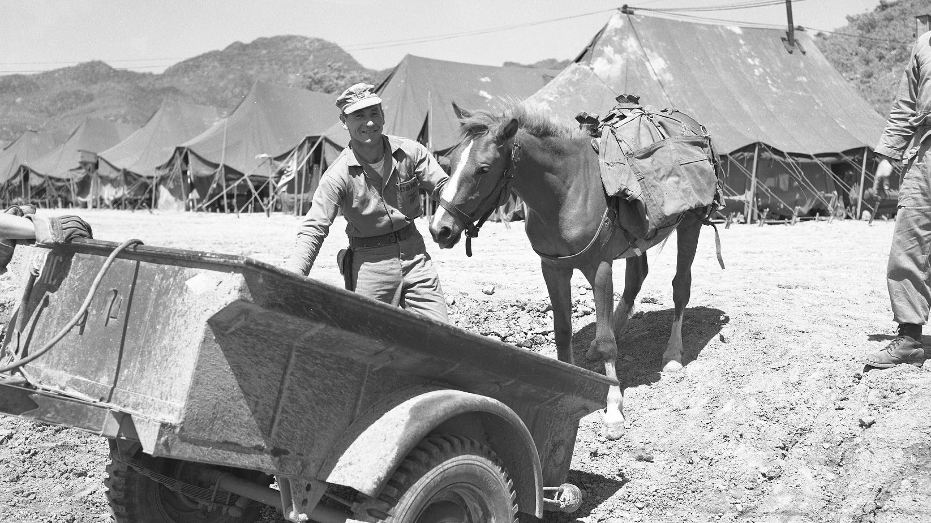 Petition seeks to allow burial in national cemetery for Marine war horse and Purple Heart recipient