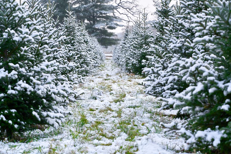 Christmas tree farm