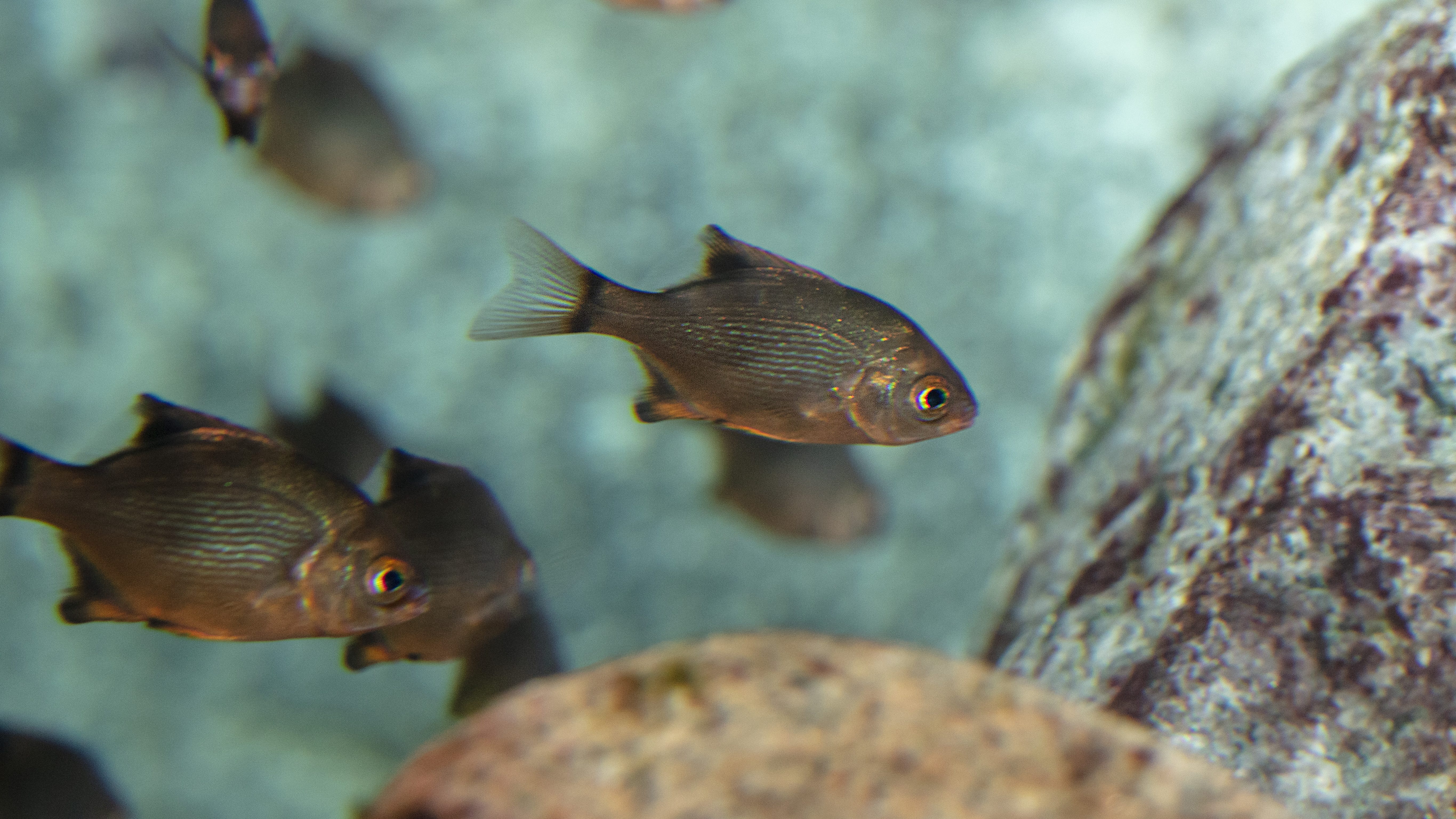 Shedd Aquarium features new school of fish