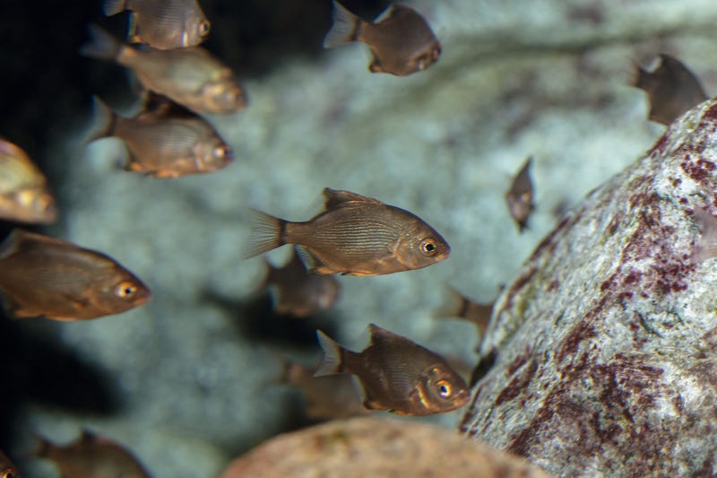 fish