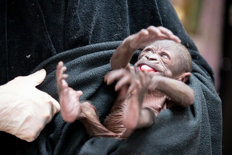 Baby gorilla at Woodland Park Zoo