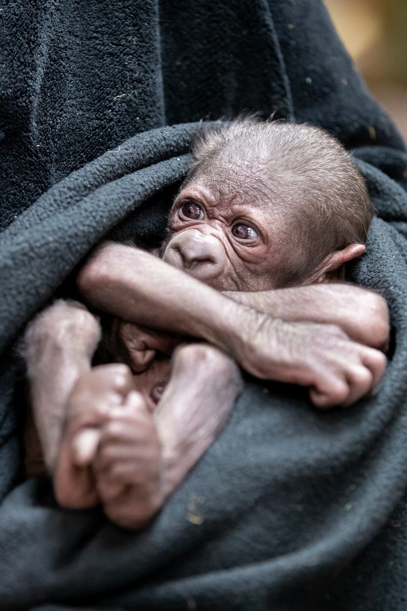 Baby gorilla at Woodland Park Zoo