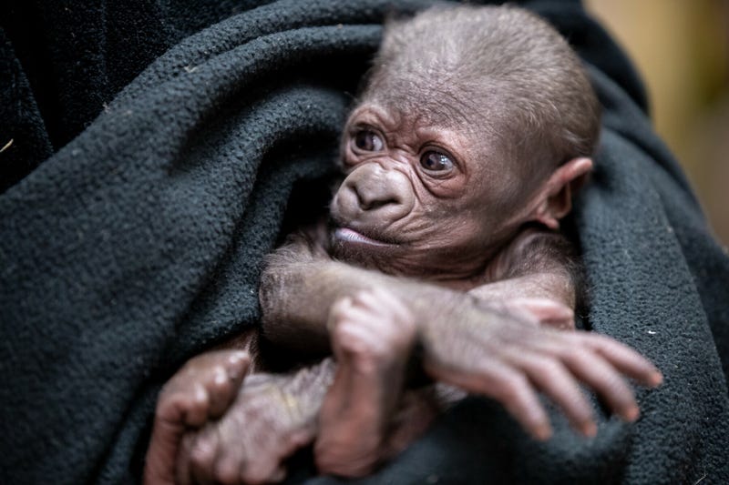 Baby gorilla born January 29th, 2021 at Woodland Park Zoo