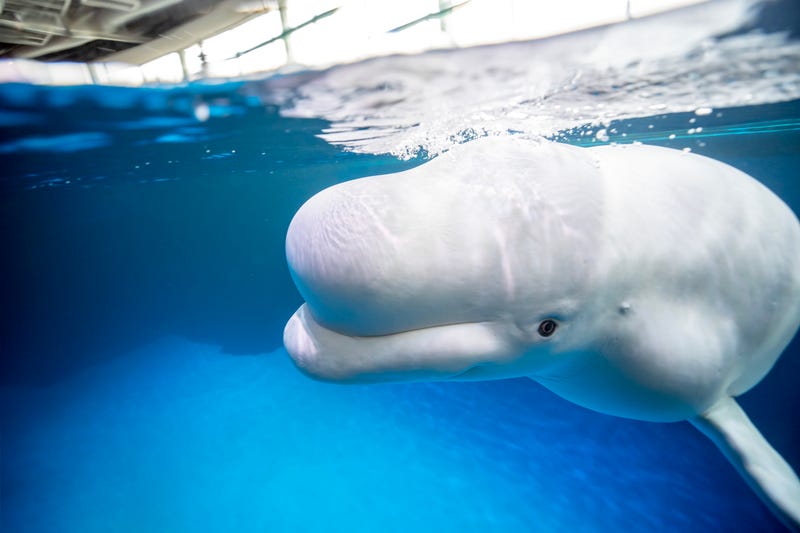 Beluga whale Beethoven, shown here, is the oldest adult male in the aquarium. At 14 feet and 1,800 pounds, Beethoven is the second largest beluga whale at the Shedd.