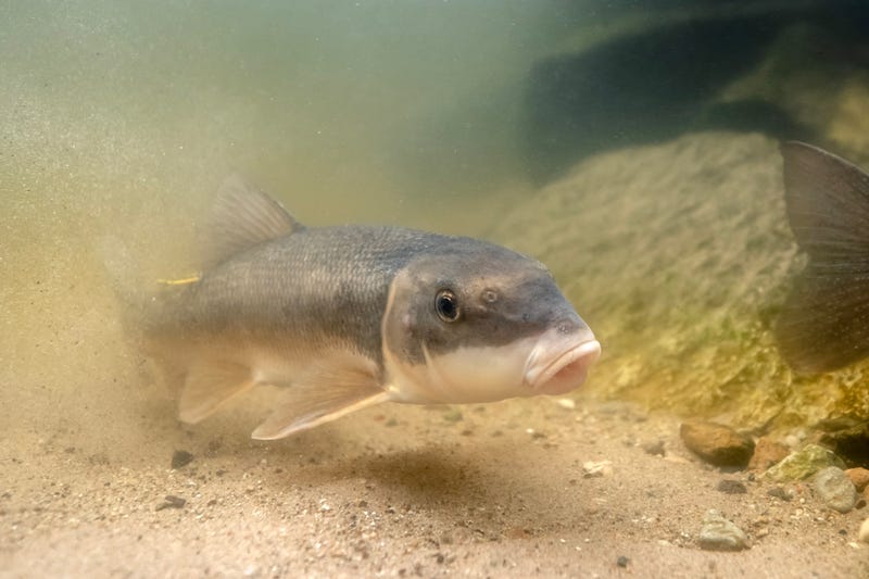 A white sucker swims along the bottom of the At Home in the Great Lakes exhibit. Every spring, suckers migrate from the Great Lakes to their spawning streams.