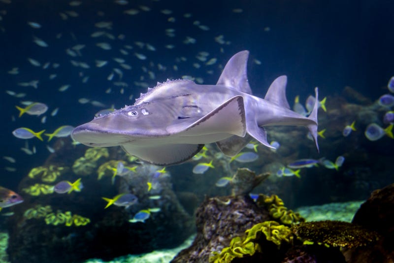 A bowmouth guitarfish uses its spotted, grayish-brown body to camouflage in sandy, muddy environments near the ocean floor. Three guitarfish pups moved into the Shedd's Wild Reef exhibit in 2023.