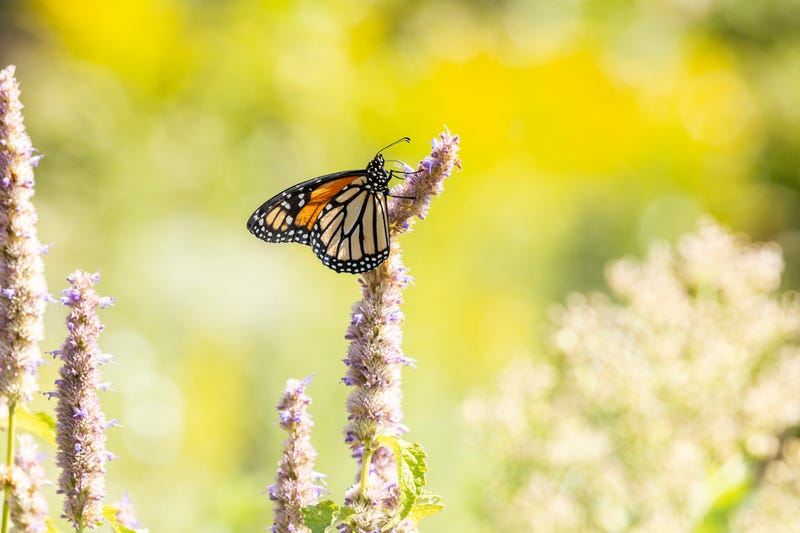 Water-dwelling creatures aren't the only ones that call the Shedd Aquarium home. In the Shedd's gardens, photographer Brenna Hernandez captured this monarch butterfly. Its iconic orange and black markings make it one of the most recognizable species in North America.