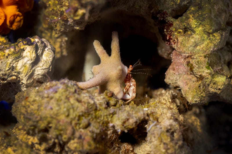 A staghorn hermit crab makes a home in coral inside of the Shedd's Wild Reef exhibit. A coral's stinging cells offer the hermit protection, and in return, the coral gets to move around and filter feed on plankton as the crab forages for its own food.