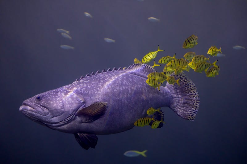 A Queensland group, the world's largest reef-dwelling bony fish, with a golden trevally school swimming alongside it in the Shedd's Wild Reef exhibit.