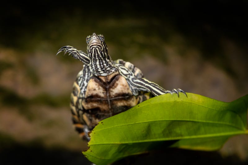 This ringed map turtle, with its characteristic yellow stripe across the lower jaw, resides in the Shedd's Rivers and Lakes exhibit.