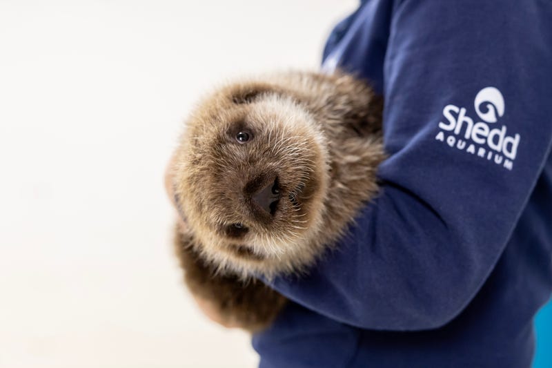 This male northern sea otter pup arrived at the Shedd Aquarium in December 2023. He was rescued in Alaska and will remain behind the scenes for a few months as he reaches development milestones, Shedd officials said.