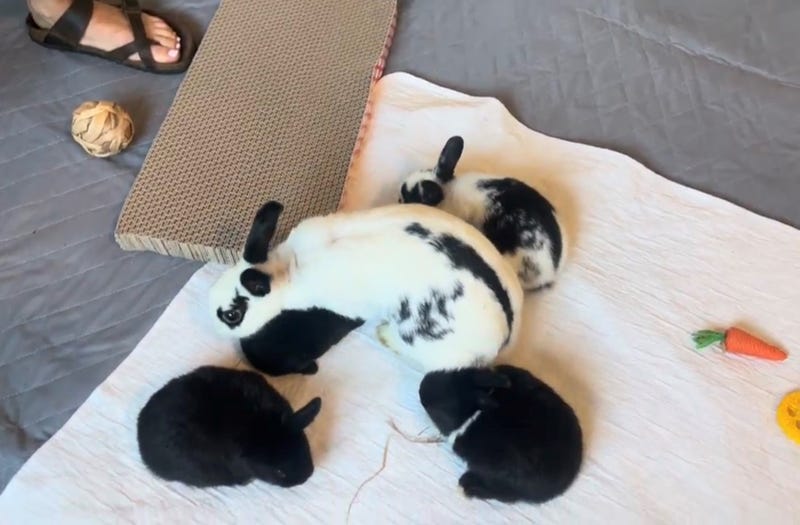 rabbits on blanket