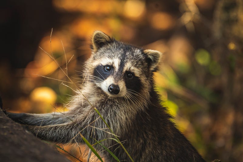 raccoon