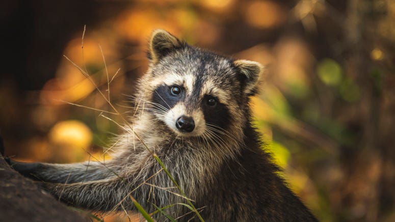 WATCH: Woman records moment she finds raccoon hiding in her Christmas tree
