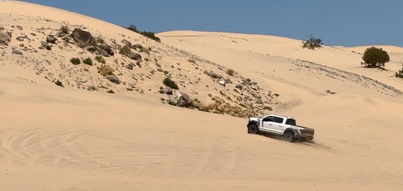 Raptor in the desert