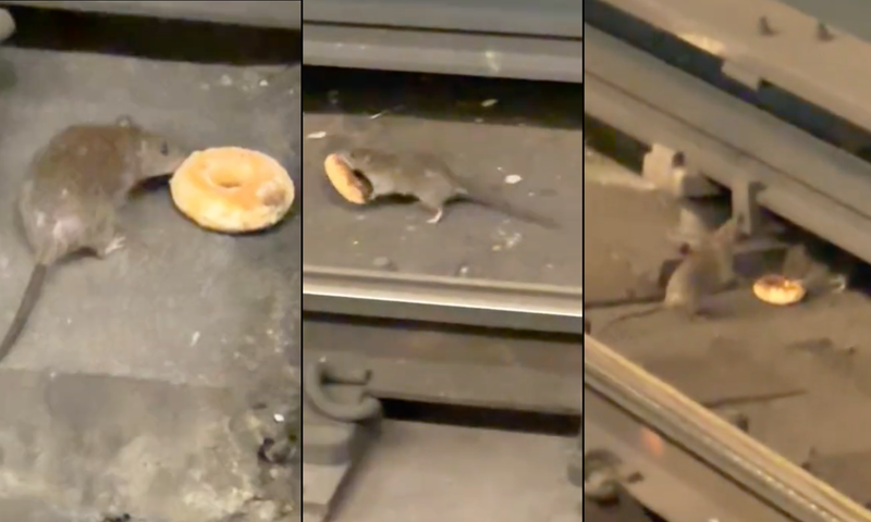 Video shows Donut Rat carrying a doughnut across the trackbed to share with another rat