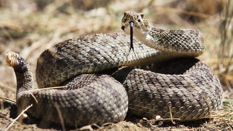 Texas man airlifted to hospital after being bit by deadly rattlesnake in backyard