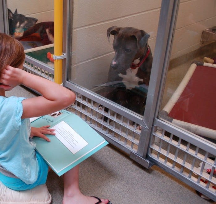 Dallas Animal Services is inviting the public to help shelter pets cope with New Year’s Eve stress during a late-night event designed to provide calm and comfort as fireworks and celebrations ramp up across the city. 