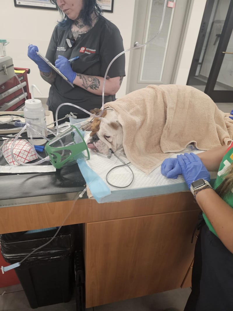 An English bulldog named Reba gets treatment for heat stroke