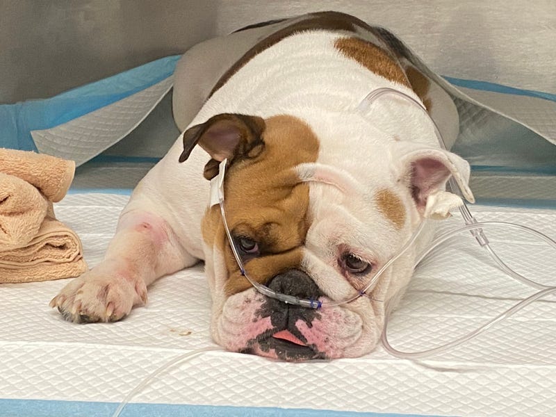 An English Bulldog named Reba, whose heat-related death led to tougher animal cruelty legislation in Nevada, dubbed "Reba's Law"
