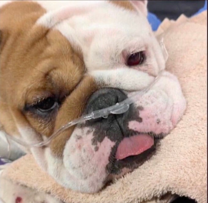 Reba the Bulldog