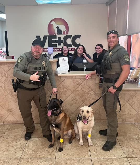 A pair of CCSD K-9s are released from a veterinary clinic following exposure to illegal drugs