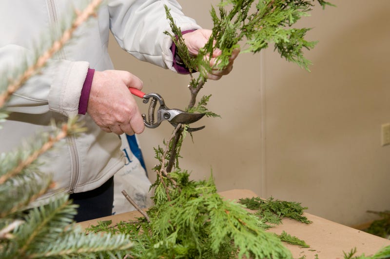 evergreen tree