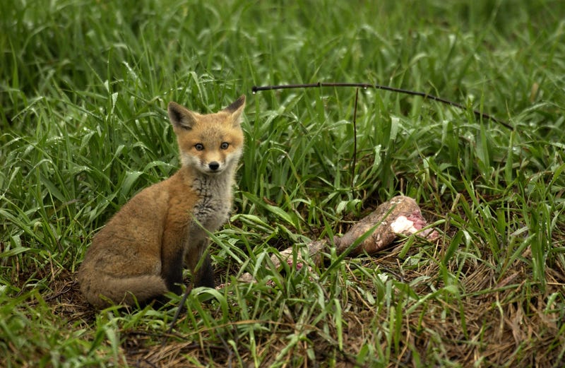 Healthy fox kit