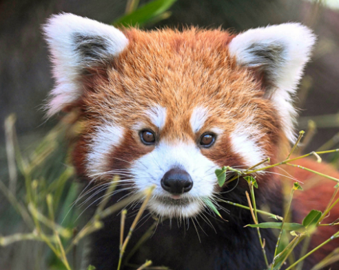 Leo the red panda