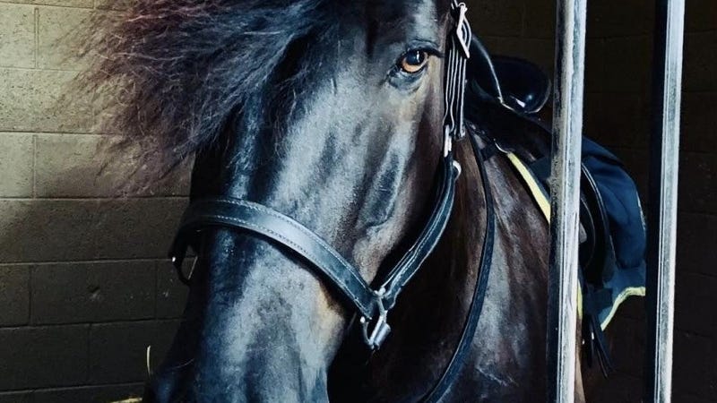 'Rest in peace big boy': Beloved horse dies after 6 years with Detroit Mounted Police Department
