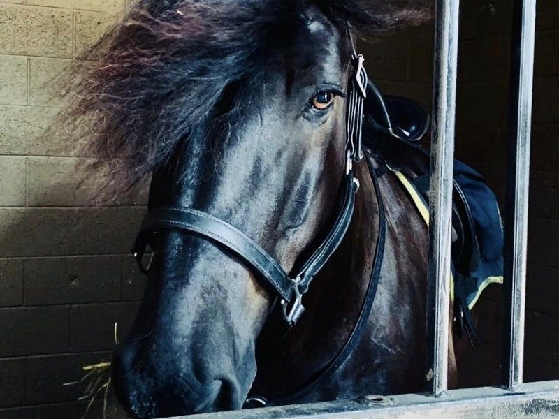 Remi in the stall