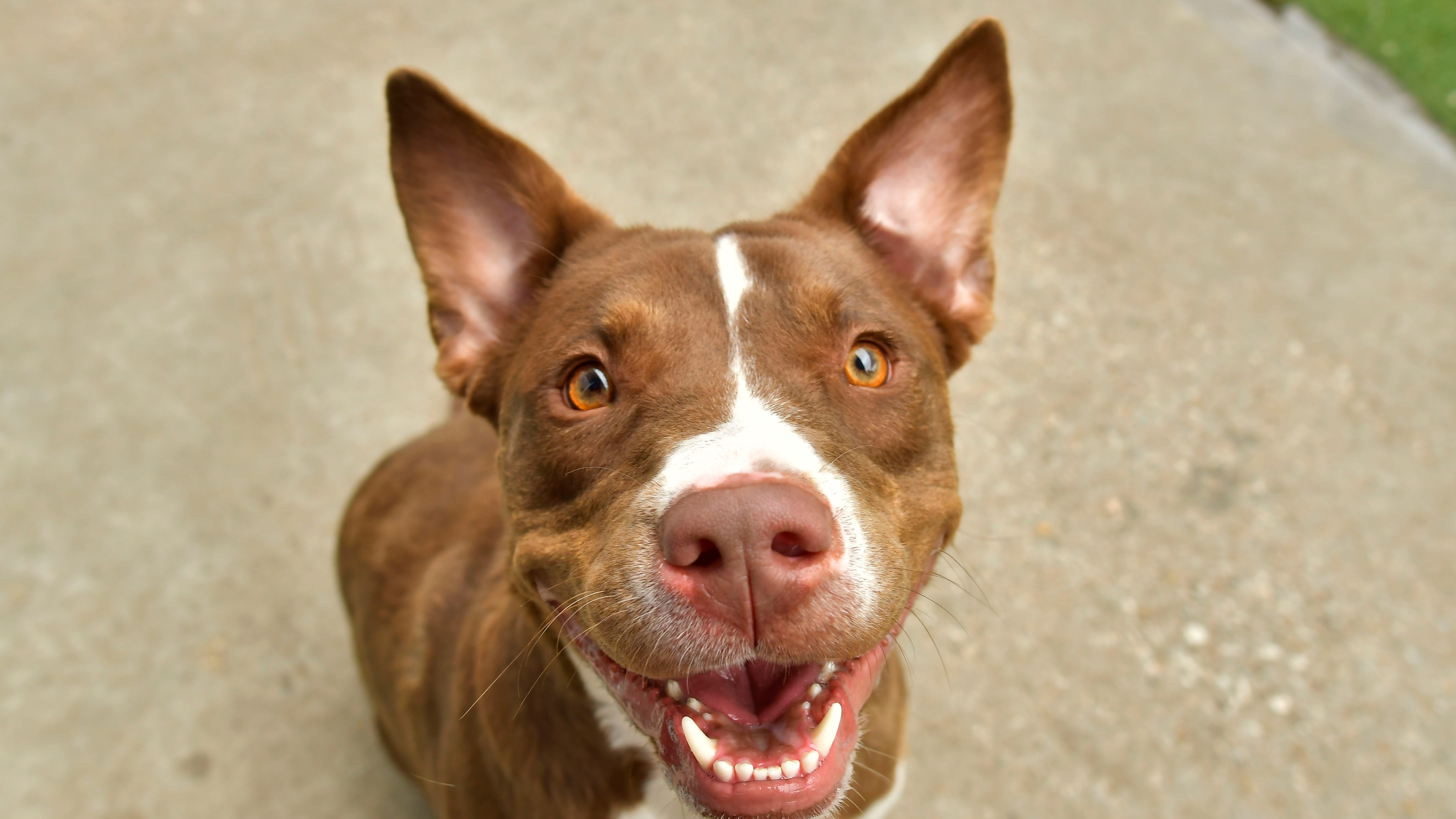 Canine Corner: Remington