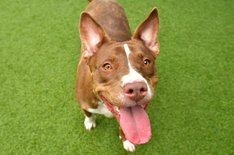 Remington #A1157386