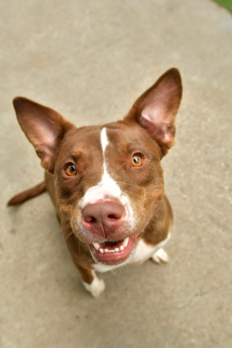 Remington #A1157386